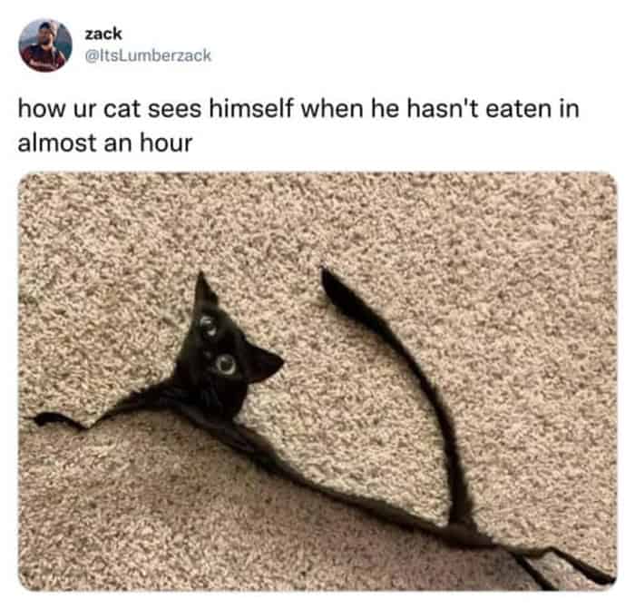 A dramatic cat meme capturing the horrified expression of a golden cat sitting next to a pile of accidentally spilled food, acting as if it's a tragedy.