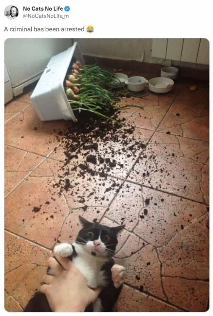 A chaotic cat meme declaring "A criminal has been arrested," showing a black and white cat being held up for a mugshot next to a destroyed potted plant and spilled dirt.