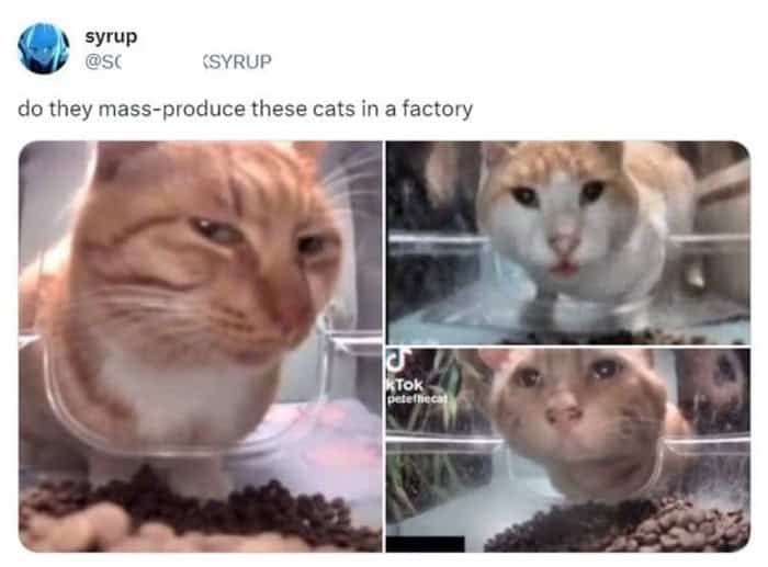 A funny cat tweet asking if cats are "mass-produced in a factory," featuring a cat pressing its face against a clear plastic feeder, squishing its features hilariously.