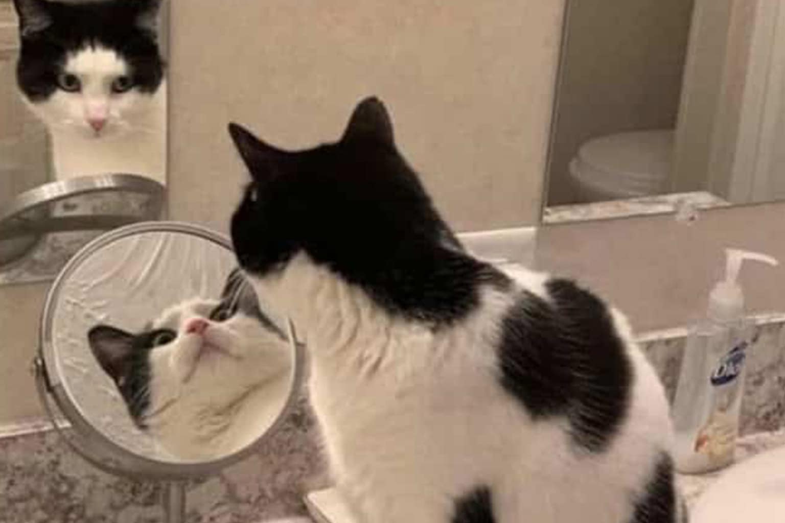 Funny cat tweet compilation: A collage featuring the "Kitty in da Crocs" fashion statement, the "Knuckle Sandwich" paw in bread, and the tabby cat "baking the beans" by the fireplace.