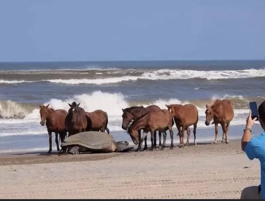 Several brown horses standing on a sandy beach gathered around a giant sea turtle.
