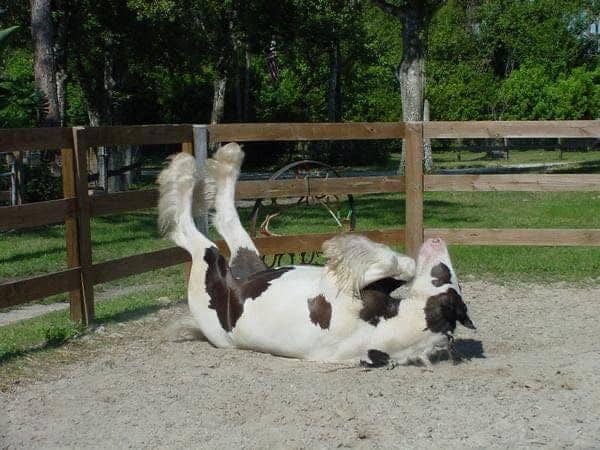 A large spotted horse lying on its back in the dirt with its legs in the air.