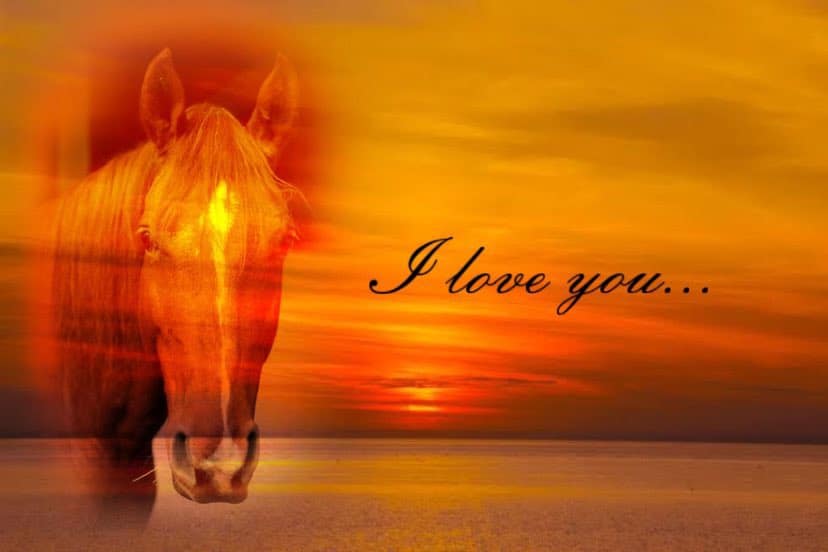 Artistic edit of a horse's head superimposed over a sunset beach scene with "I love you" text.