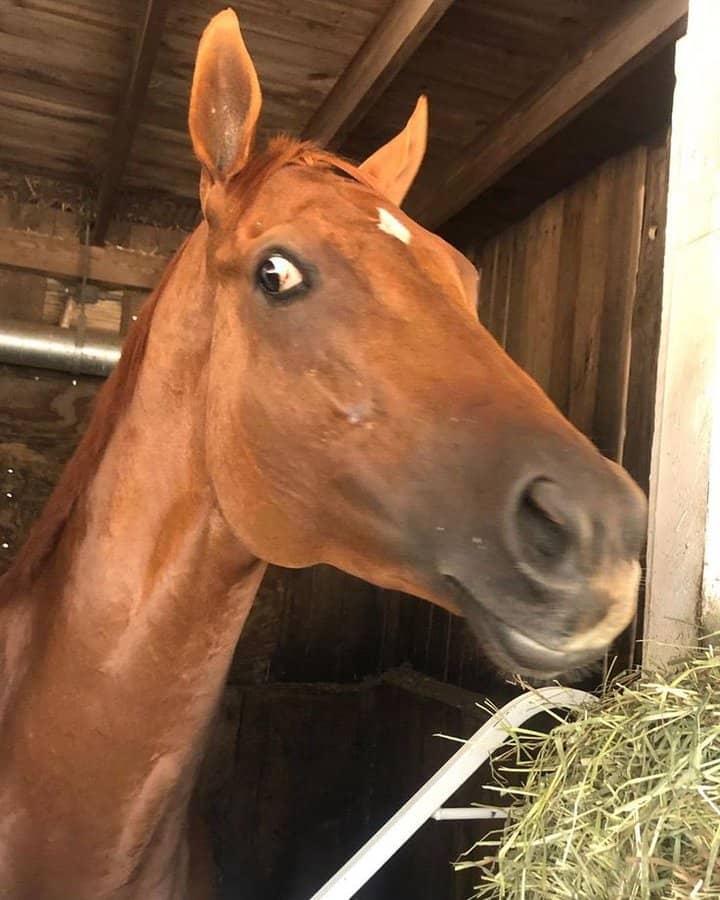 lose-up of a brown horse making a funny wide-eyed face while looking toward a hay pile.