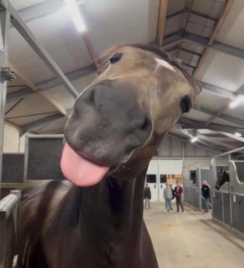 A horse sticking its tongue out at the camera inside a stable hallway with people behind.
