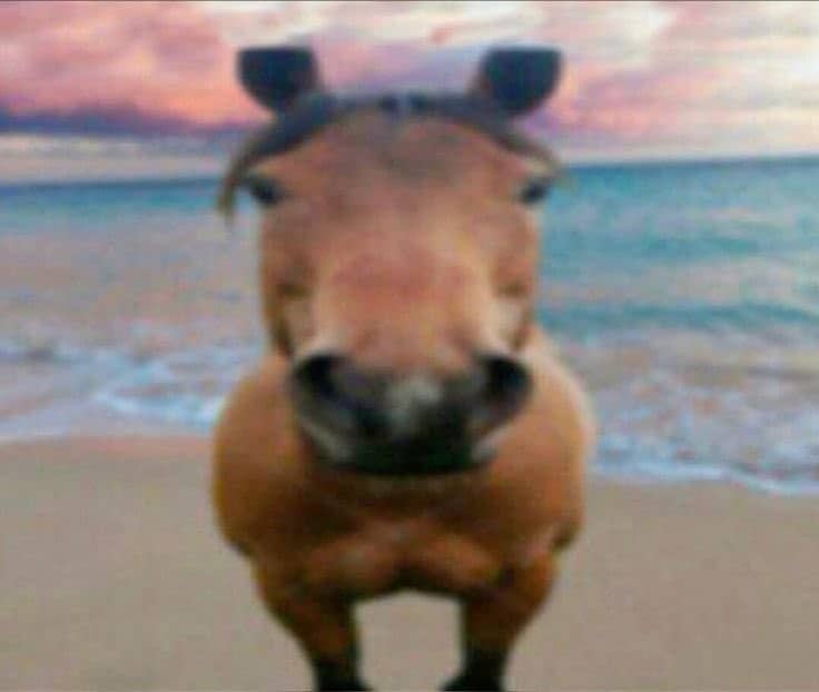 Extremely blurry and distorted close-up of a horse's face on a beach for comedic effect.