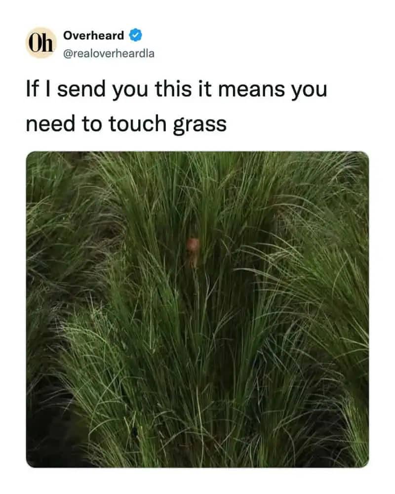A relatable meme featuring thick green grass and a caption about needing to touch grass.