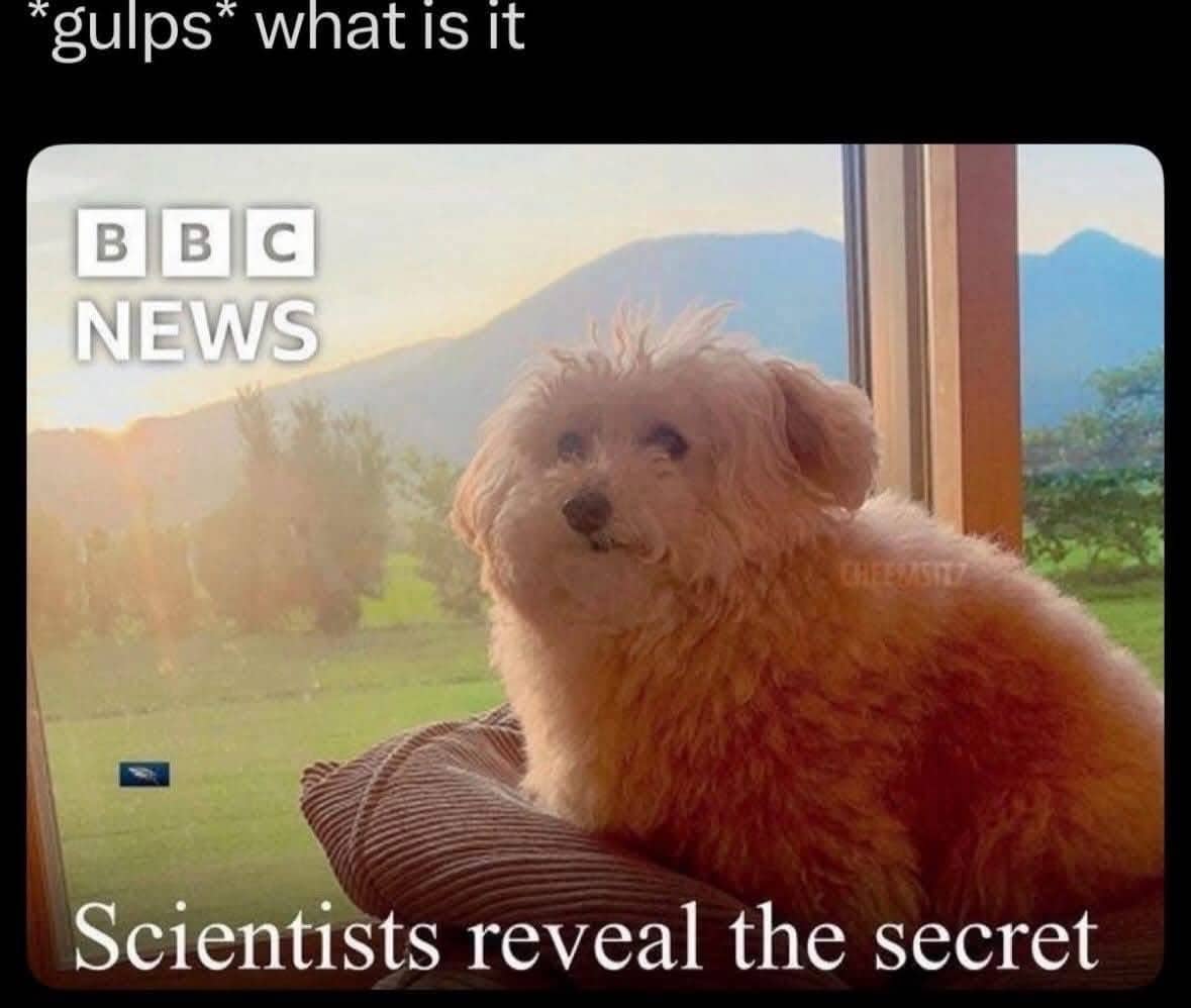 Funny BBC News parody image featuring a fluffy dog with the headline scientists reveal the secret.
