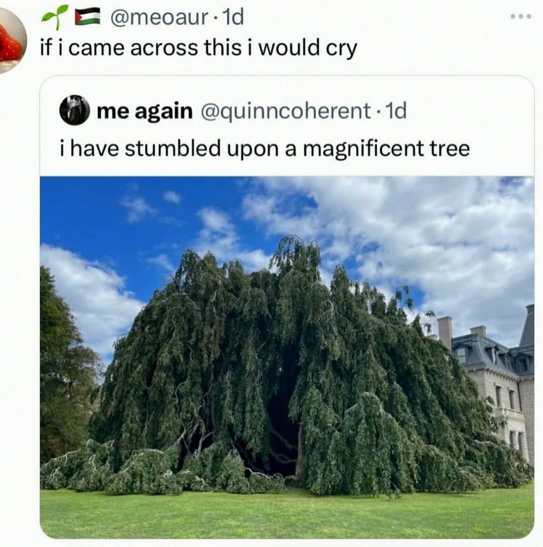 Magnificent large weeping tree with branches touching the ground in a lush green field.