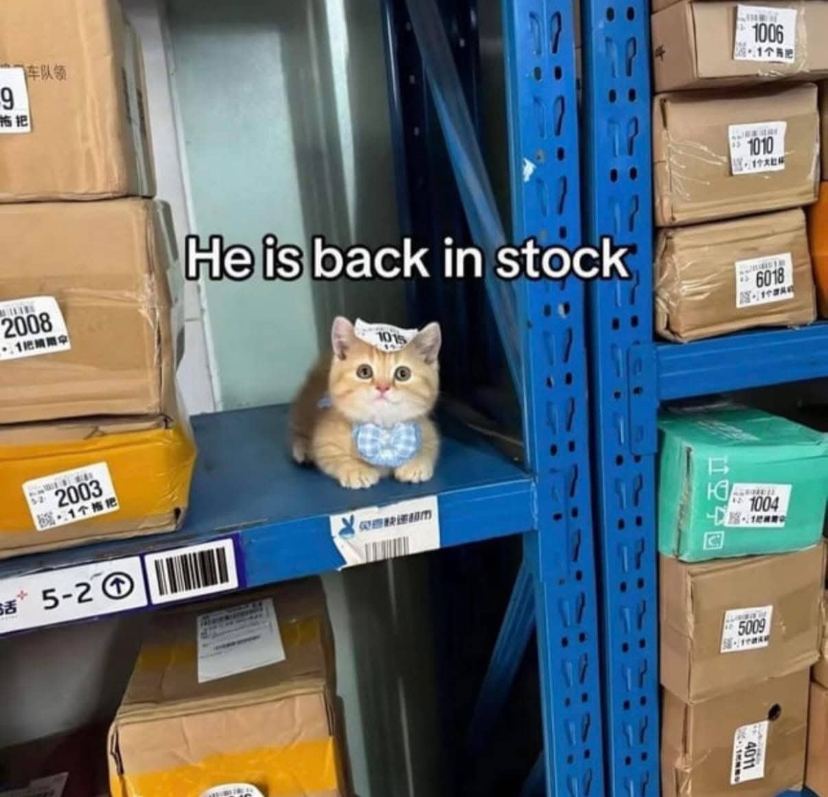 A cute and funny picture of a small orange kitten sitting on a warehouse storage shelf.