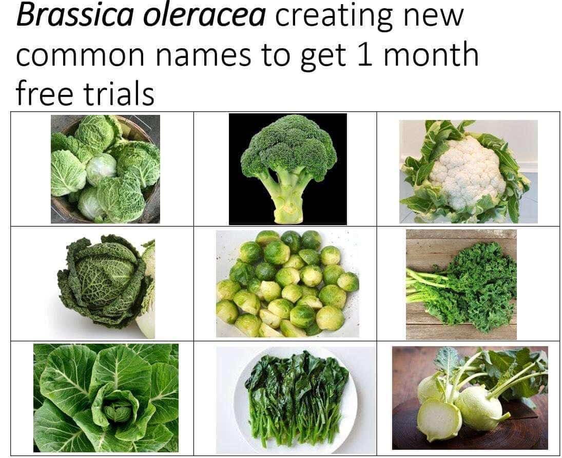 Educational meme showing different vegetables derived from Brassica oleracea compared to making fake emails for trials.