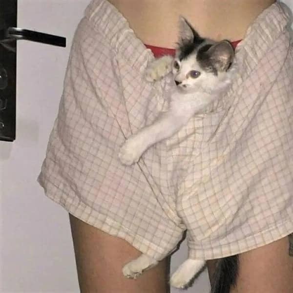Cute and chaotic image of a small white and grey kitten stuck inside someone's plaid shorts.