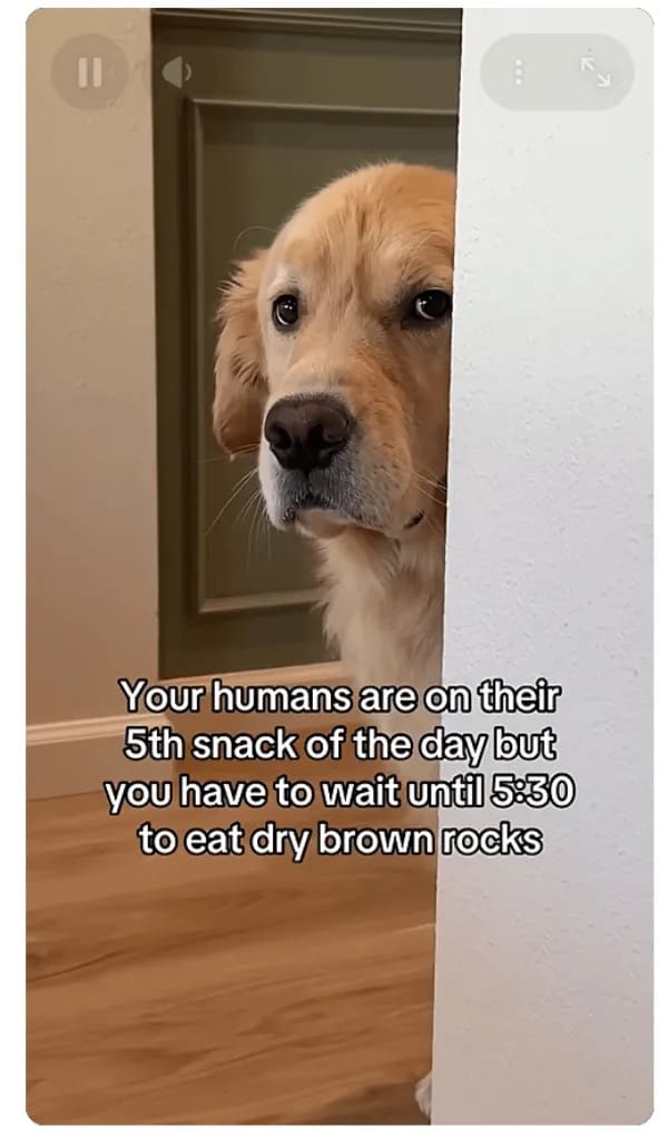 Sad golden retriever watching humans eat snacks while waiting for their own dry kibble dinner.
