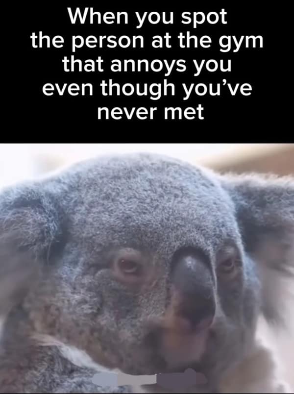 A gym meme featuring a grumpy koala representing the irrational annoyance felt toward a specific stranger at the gym.