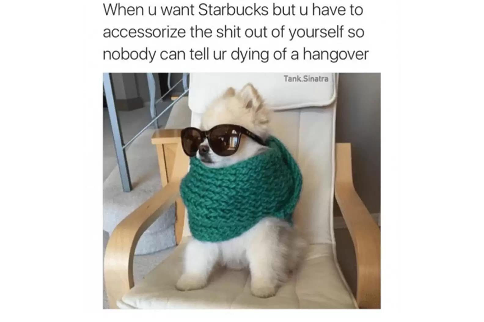 Pomeranian dog wearing dark sunglasses and a huge green scarf to hide morning sickness while getting morning coffee.