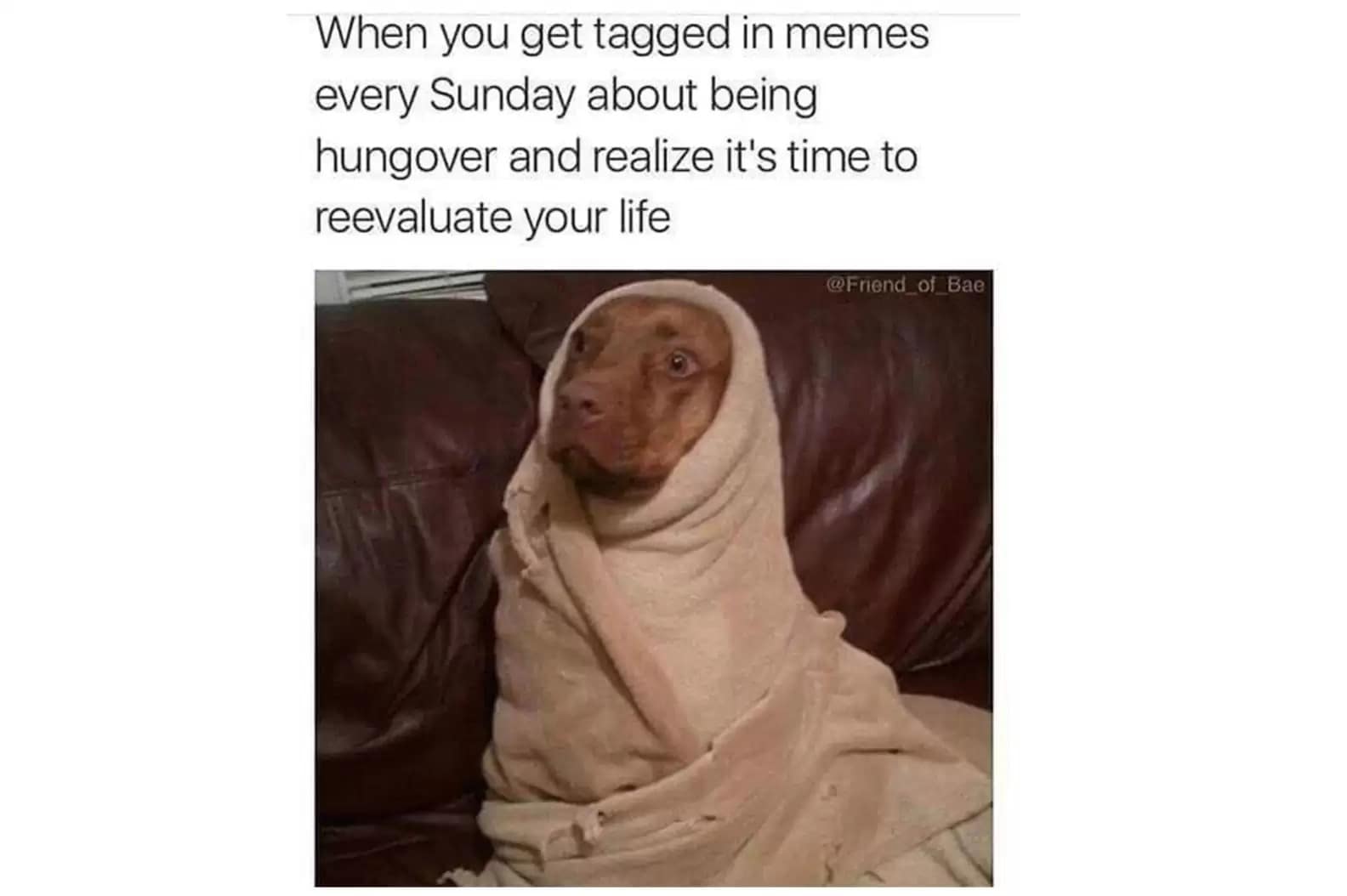 Traumatized dog wrapped tightly in a blanket on a couch realizing life choices after being tagged in too many memes.
