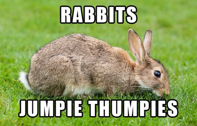 A brown rabbit eating grass in a field with the text "Jumpie Thumpies."