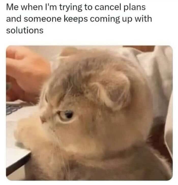 A highly accurate introvert meme showing an incredibly grumpy cat glaring at a laptop screen, perfectly capturing the intense frustration of "Me when I'm trying to cancel plans and someone keeps coming up with solutions".