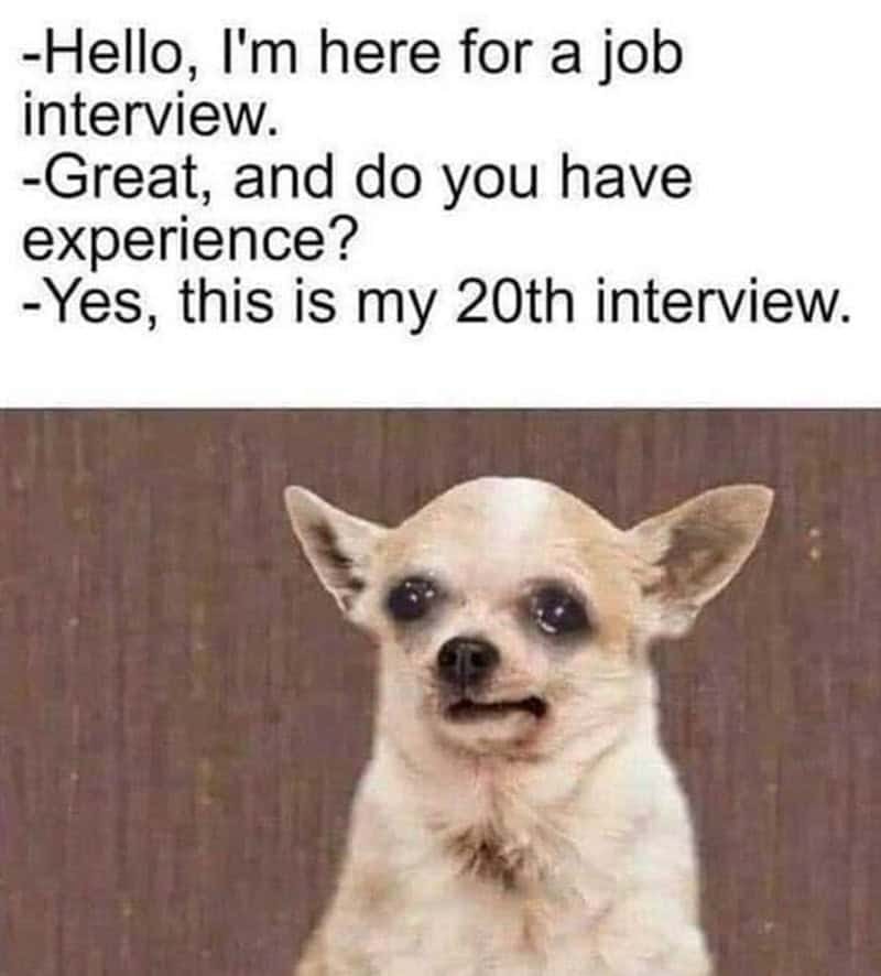 Crying chihuahua meme jokingly claiming interview experience because it is the twentieth one attended.