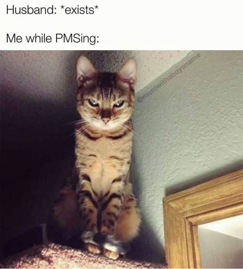 A memes about marriage reaction image showing a cat glaring with pure hatred to capture a wife's irrational rage at her husband's mere existence during PMS.
