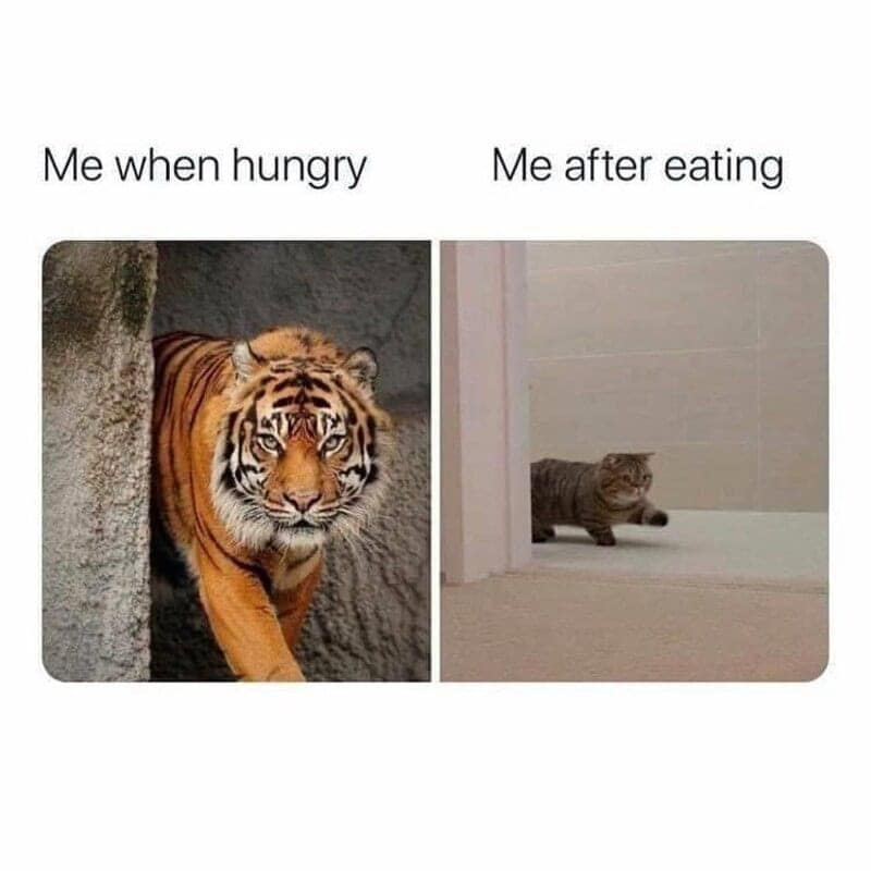 A relatable memes about marriage comparison showing a fierce tiger representing "hungry mood" versus a round, waddling cat representing the post-dinner food coma.