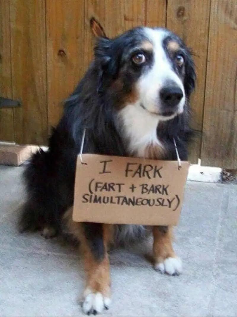 A hilarious meme featuring a dog wearing a cardboard sign admitting that it farks, which is a combination of farting and barking.