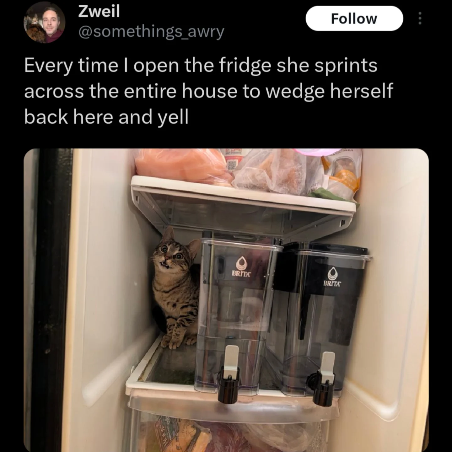 A meme dump photo of a cat wedged tightly inside a fridge next to a Brita filter, screaming at the owner.