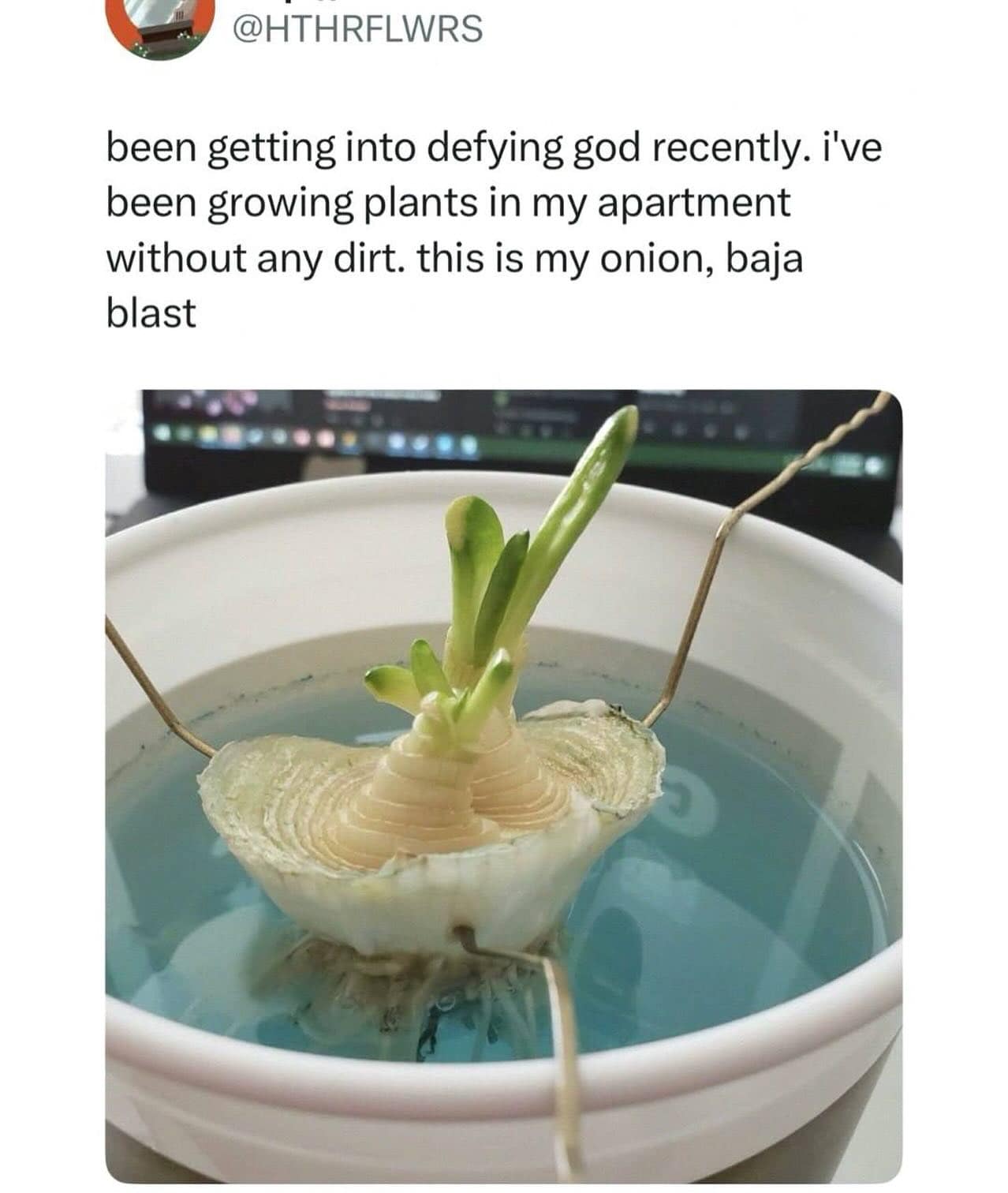 A chaotic funny meme where a user claims to be "defying god" by growing an onion in a cup of Mountain Dew Baja Blast instead of dirt.