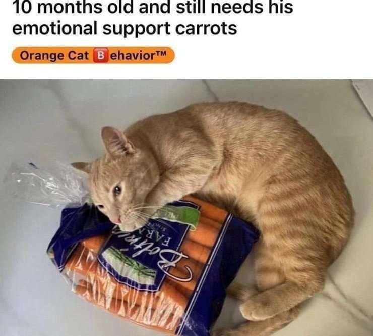 A wholesome hilarious meme featuring an orange tabby cat hugging a bag of carrots, captioned as being "10 months old and still needs his emotional support carrots."