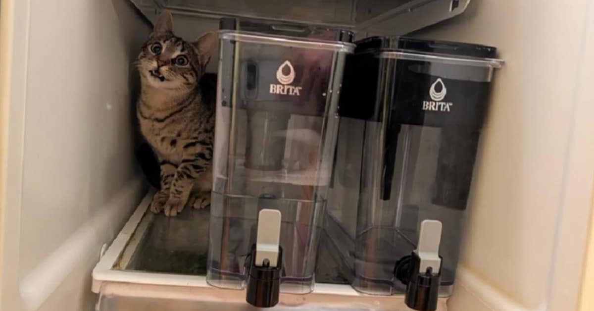 Meme dump compilation: A collage featuring a cat yelling inside a fridge, a bowl of Cheez-Its served with milk, and a house decorated with angry window signs.