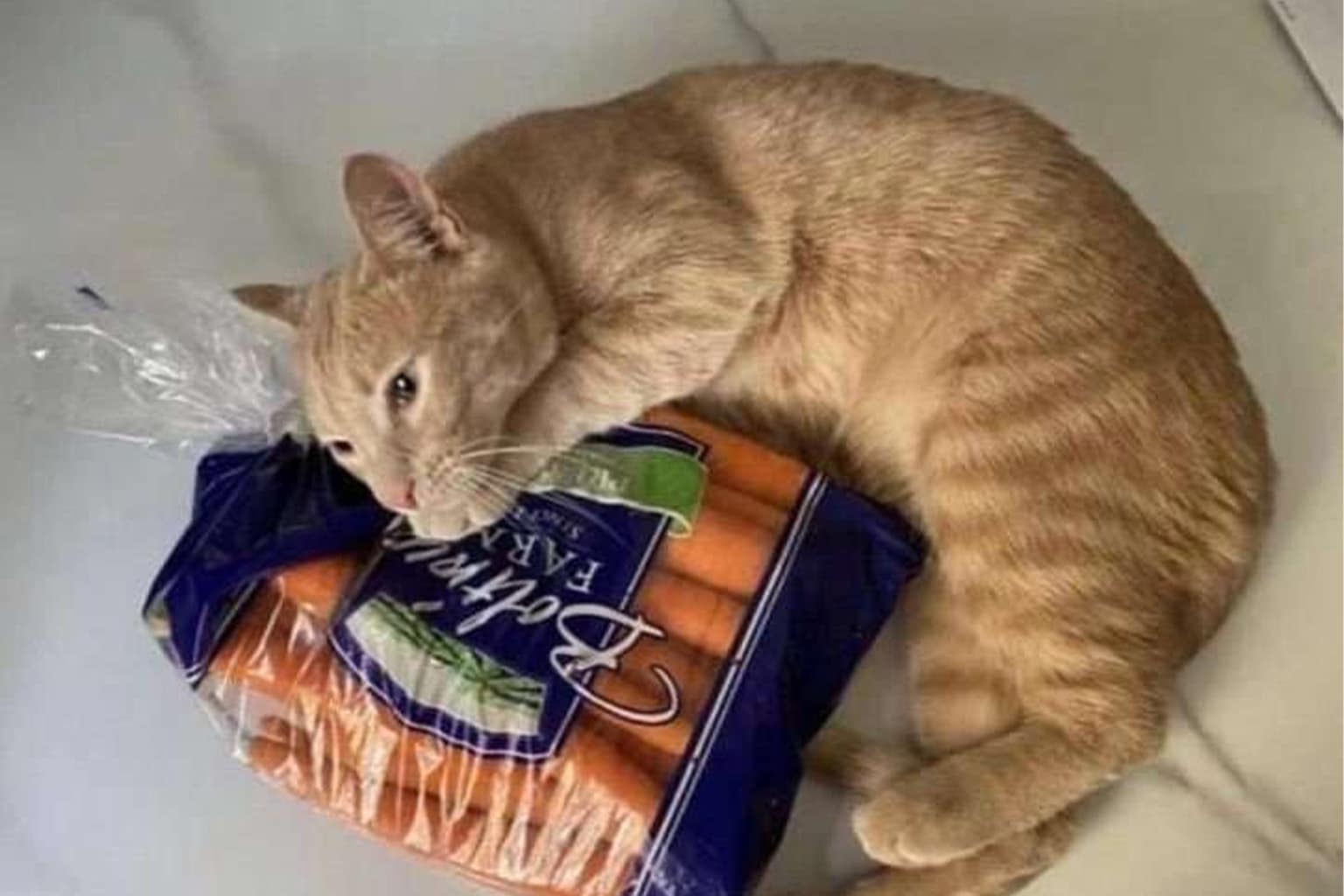 Meme dump compilation: A collage featuring the "Front Left Burner Supremacy" worship, the Trailer Park Boys "Millennial Home Buyer" shed, and the surreal "3 cigs for dinner" invention.