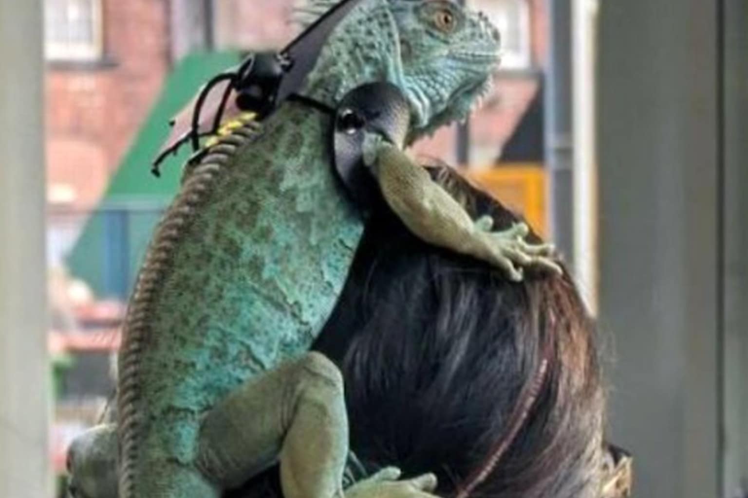 Funny meme compilation: A collage featuring a cursed "Forbidden Boba" drink made of baked beans and V8 juice, a child dressed in a red dress who completely ruined a white couch with red marker, and a woman casually carrying a live iguana directly on her hair bun.