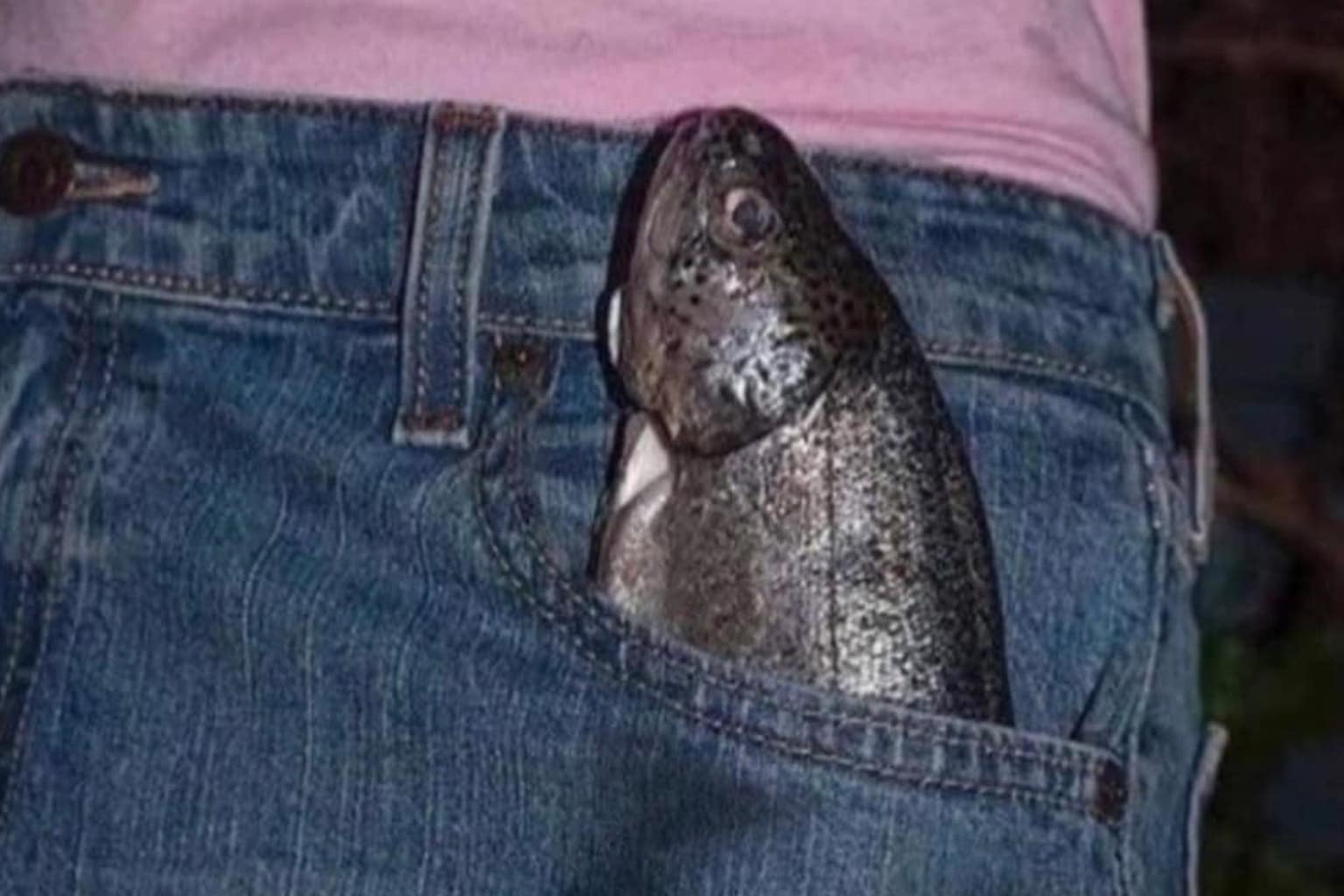 Meme dump compilation: A collage featuring an elderly woman roller skating with a walker, a raw fish stuffed in a blue jean pocket, and a fat cat contemplating a third donut.