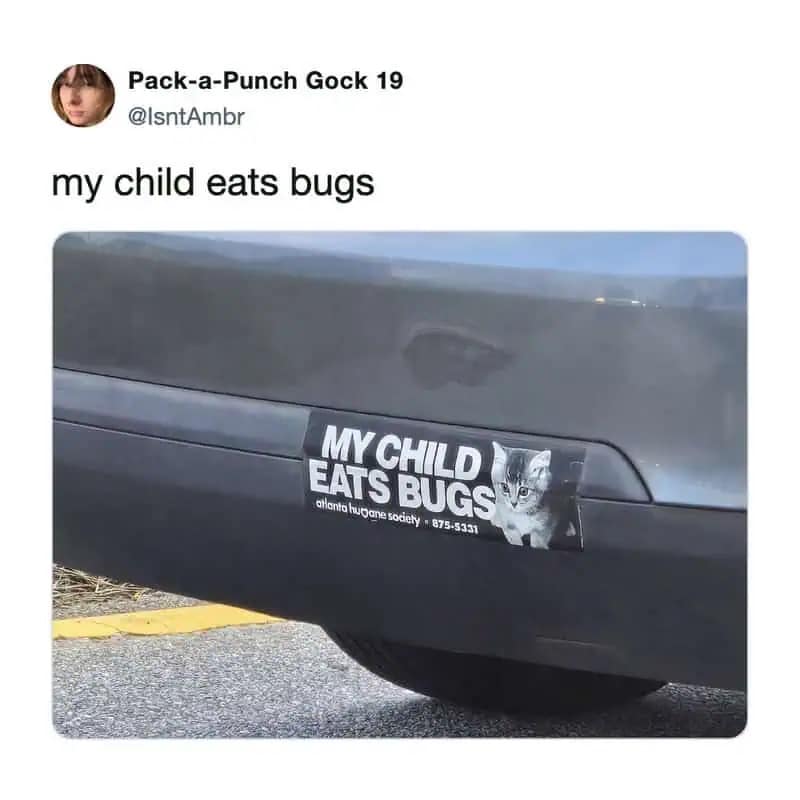 A delightfully weird bumper sticker meme dump showing a car decal from an animal humane society with a cute picture of a kitten boldly declaring to the world, "MY CHILD EATS BUGS."