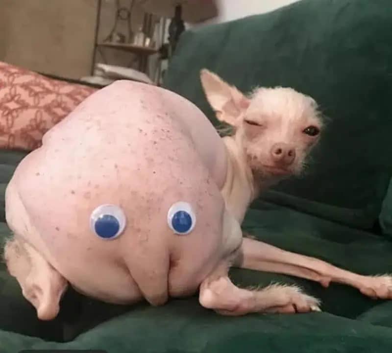 A deeply cursed and hilarious entry into funny memes, showing a hairless dog curled up on a couch with two giant googly eyes stuck directly onto its bare butt, creating a bizarre, fleshy alien face.