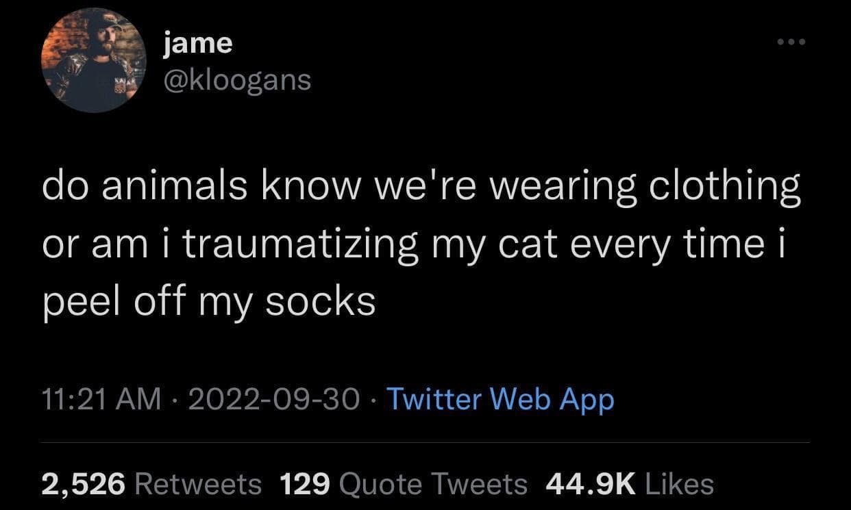 Funny meme tweet: Question about pets and clothes. Text: "do animals know we're wearing clothing or am i traumatizing my cat every time i peel off my socks"