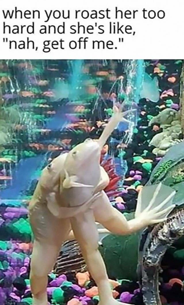 Funny meme: A pale frog standing up against an aquarium tank glass with one hand raised. Text: "when you roast her too hard and she's like, 'nah, get off me.'"