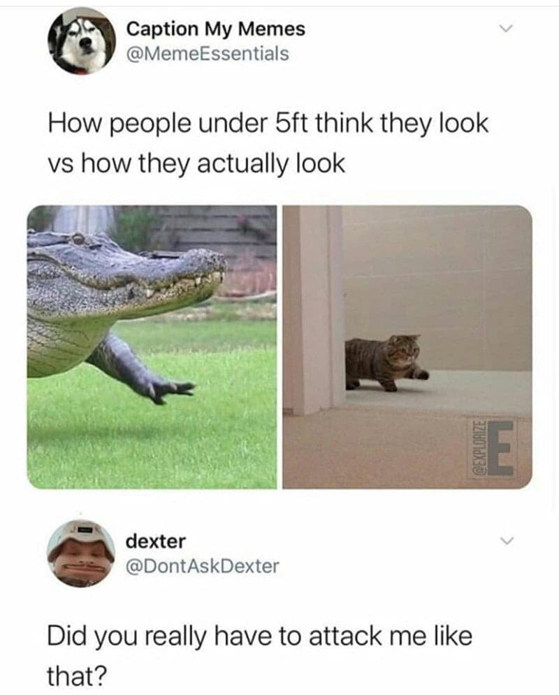 A visual short people meme comparing how short people think they look walking (a powerful alligator) versus how they actually look (a tiny, waddling munchkin cat).
