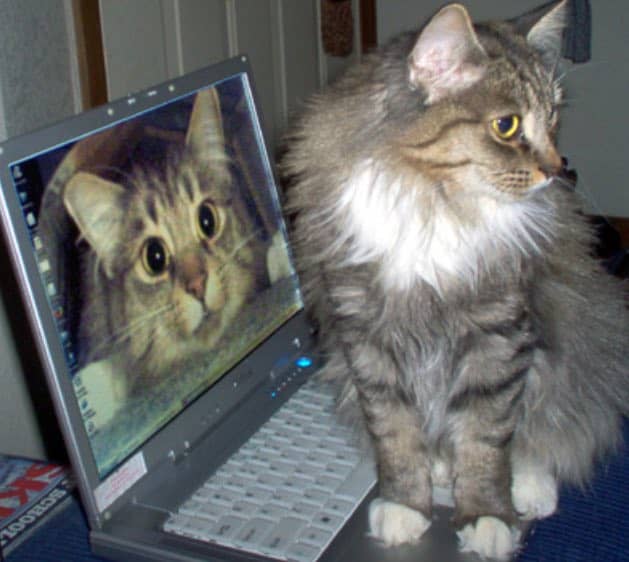 Fluffy tabby cat sitting on a laptop with its own photo as the wallpaper.