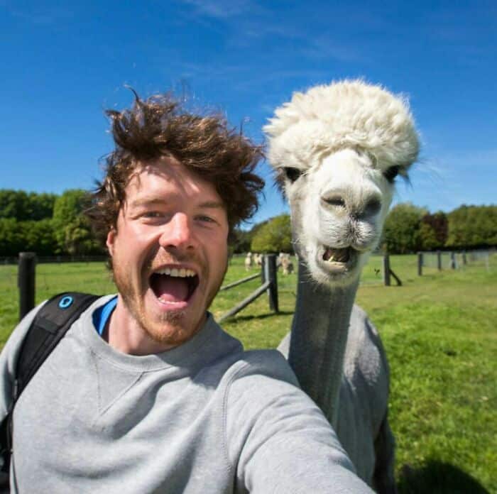 A man with messy brown hair and a white alpaca both making a wide-mouthed funny face.