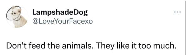 Sarcastic tweet by LampshadeDog bluntly stating "Don't feed the animals. They like it too much.".