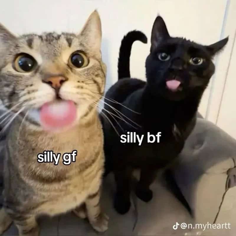 Two cats with their tongues sticking out labeled as a silly girlfriend and a silly boyfriend.