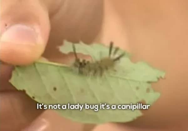 Ricky explaining how to get two birds stoned at once to Julian and Bubbles.