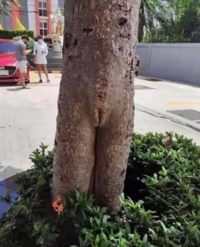 : A natural unfortunate design capturing a tree trunk with a split and knot formation that creates a highly realistic and accidentally nsfw illusion of the lower half of a human female body.