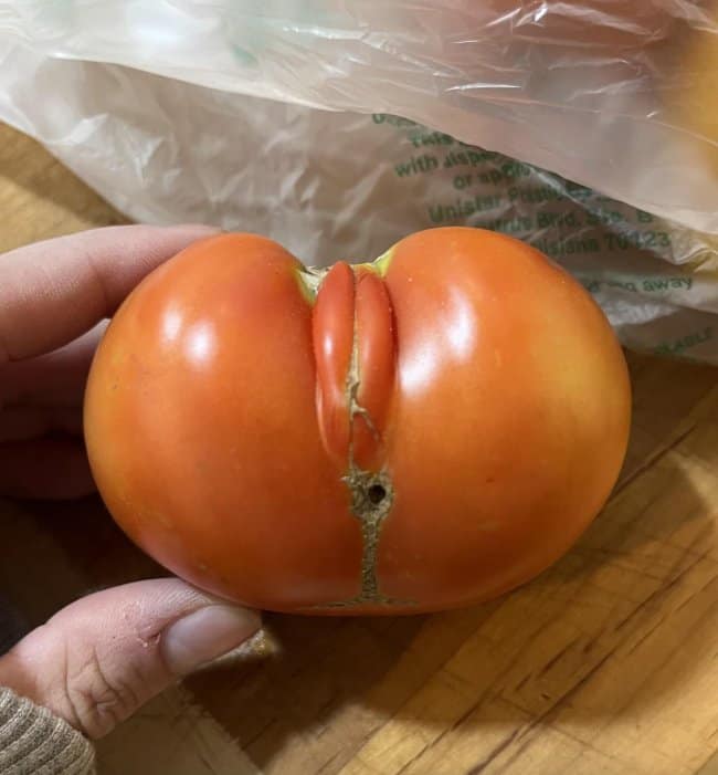 A close-up of a mutant tomato displaying an unfortunate design courtesy of nature, with a deep crease and folding skin that makes it look incredibly accidentally nsfw.