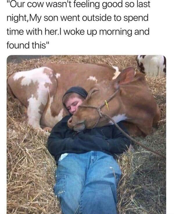 Boy sleeping on hay with a sick brown cow resting its head on his chest. A heartwarming wholesome animal meme.