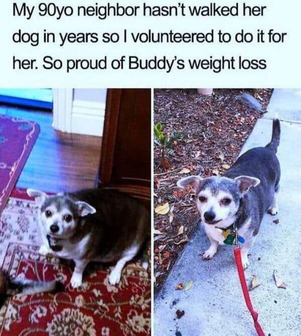 Before and after weight loss photos of a chubby chihuahua named Buddy who got healthy after a neighbor started walking him.