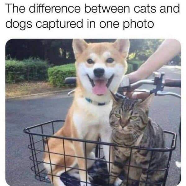 Shiba Inu smiling and grumpy cat riding in a bicycle basket. Relatable wholesome animal meme about pet personalities.