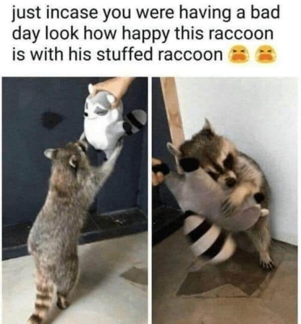 Real raccoon happily playing and rolling around with a stuffed raccoon plush toy. Pure wholesome animal memes joy.
