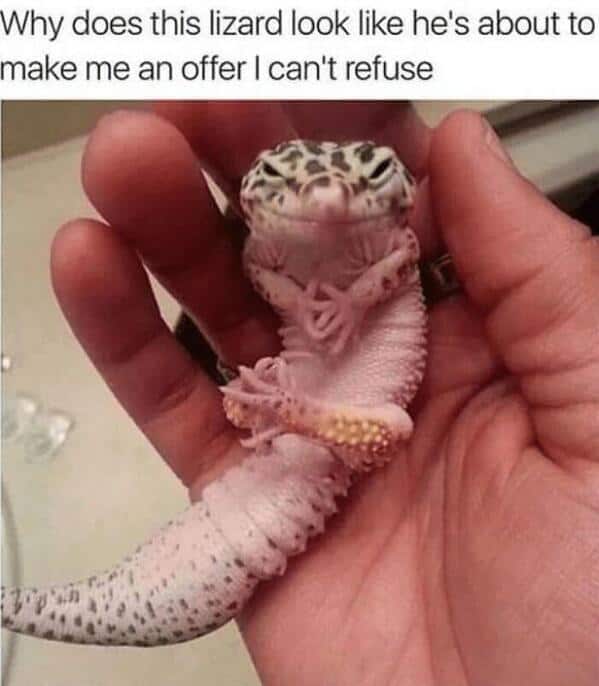 Leopard gecko resting in a hand with its claws steepled together like a mob boss making a serious offer.